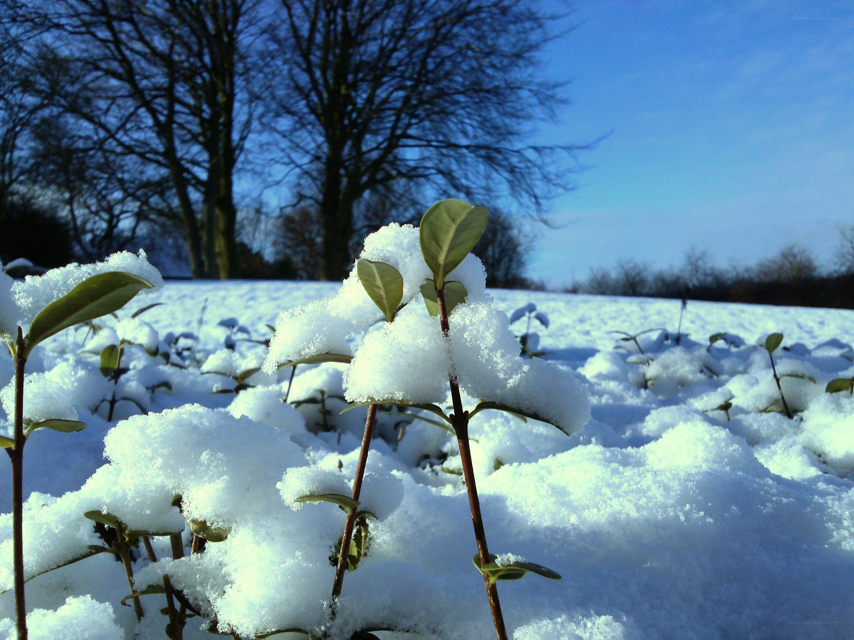 Snow-covered plants in winter