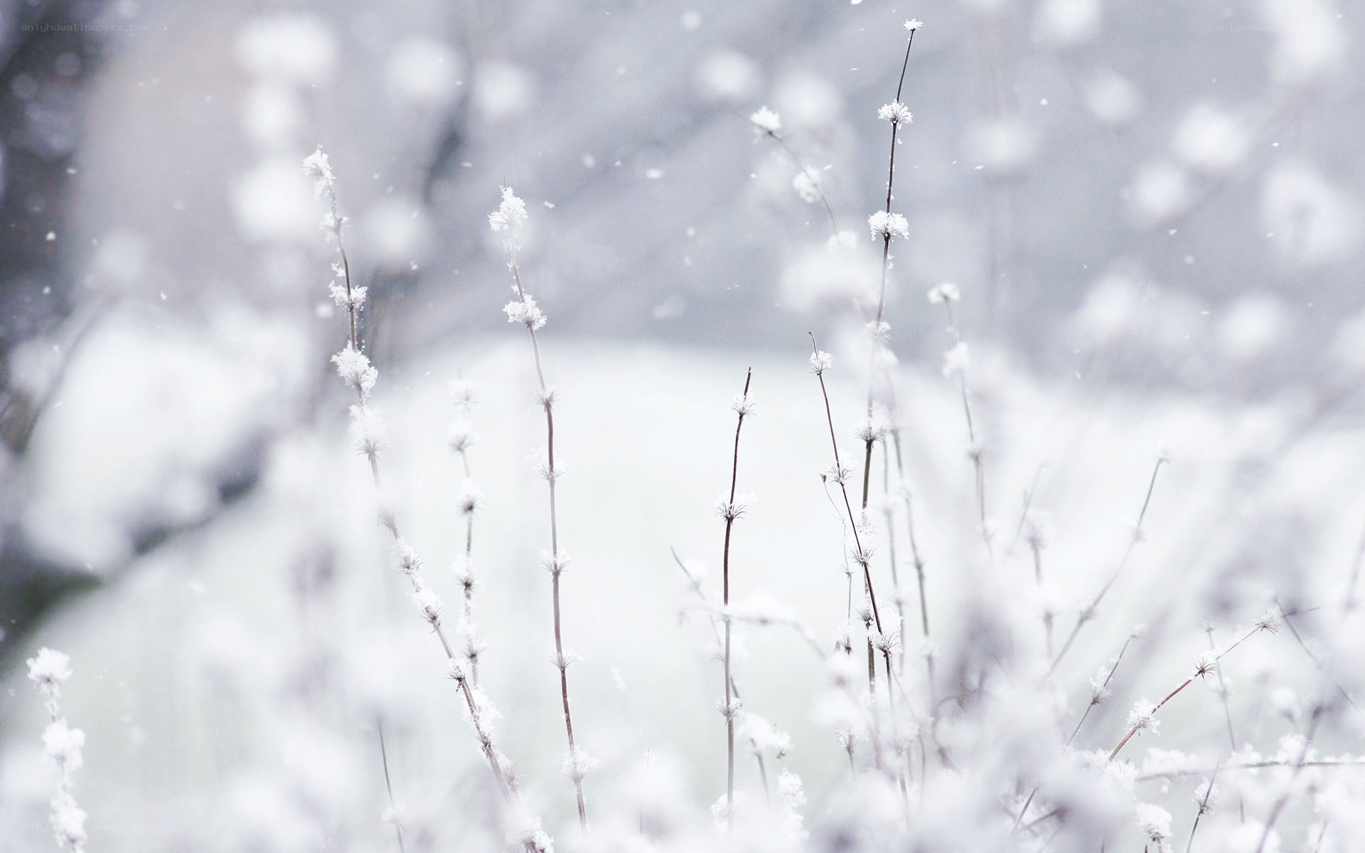 Snow-covered plants in winter