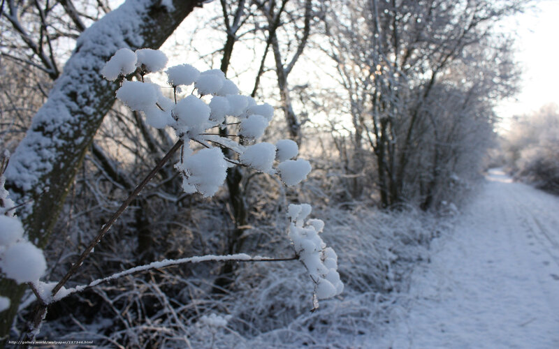Snow-covered plants in winter