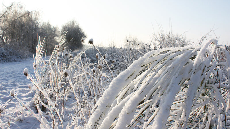 Snow-covered Plants in Winter — White, Calm