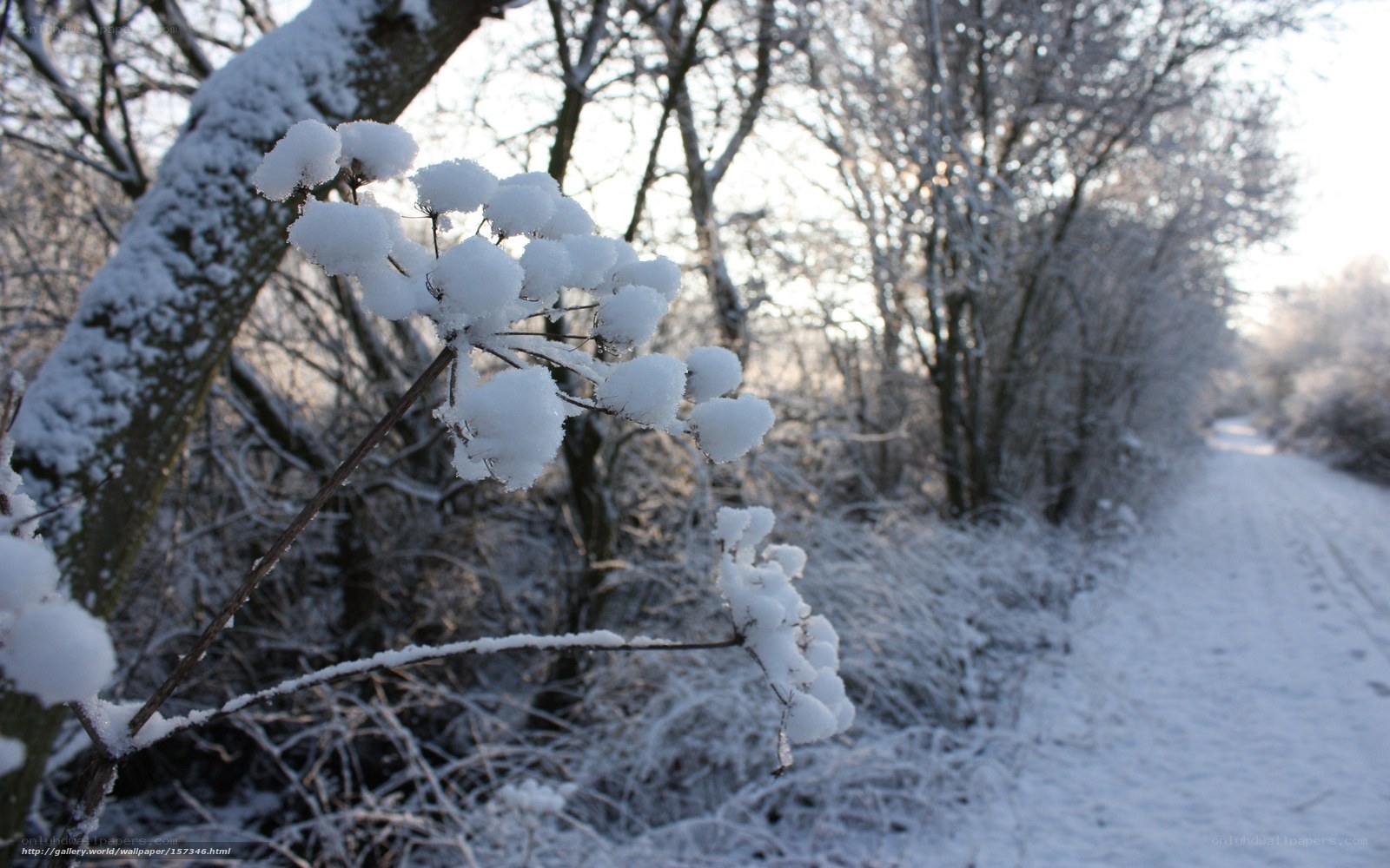 Snow-covered plants in winter