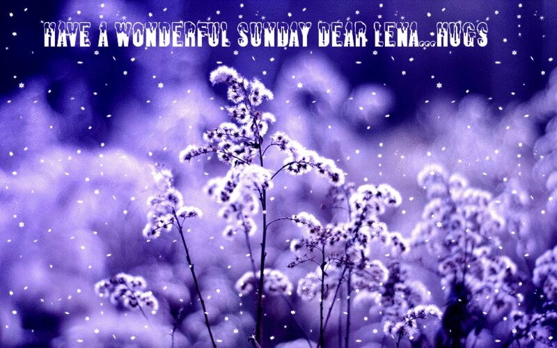 Snow-covered Plants — Purple