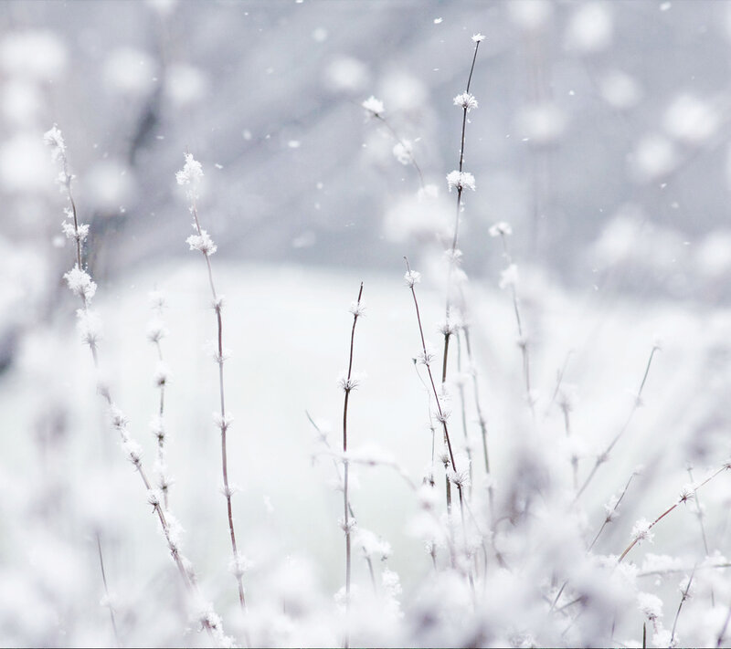 Snow-covered Plants — White, Calm