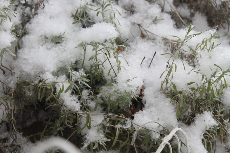 Snow-covered Plants — White, Calm, Winter, Photograph, Snow, Branches
