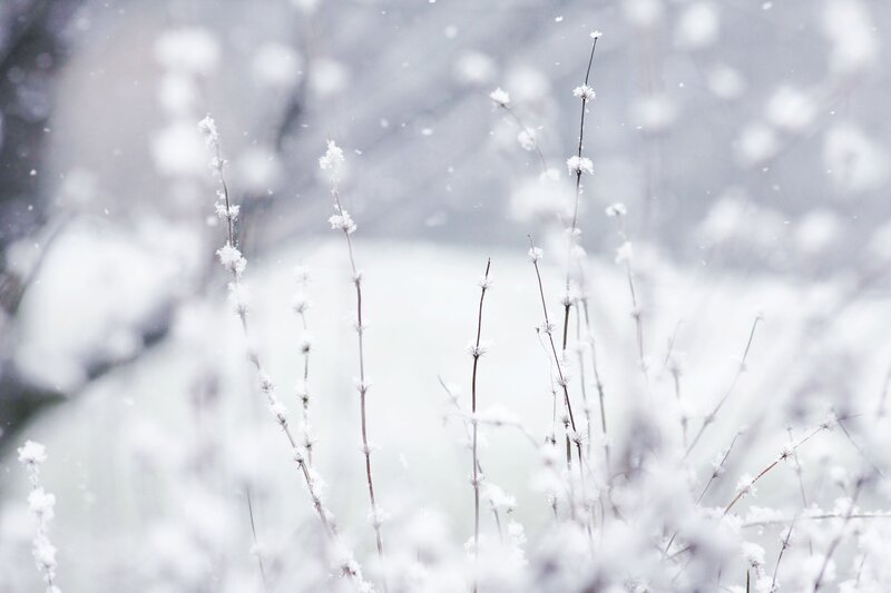 Snow-covered Plants — White, Calm, Winter, Photograph, Snow