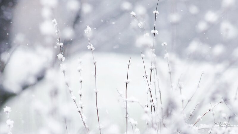 Snow-covered Plants — White, Calm, Winter, Photograph