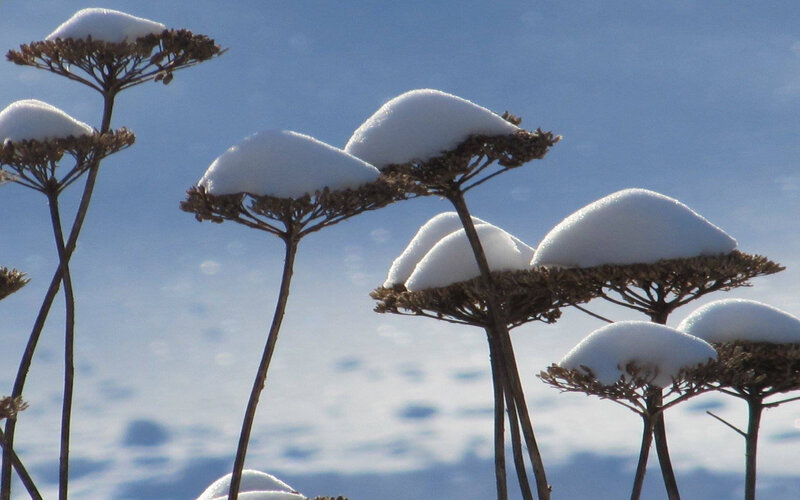 Snow-covered Plants — White, Calm, Winter