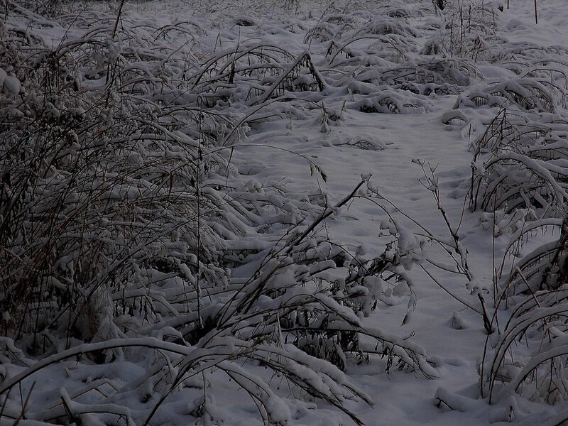 Snow-covered Plants — White, Cold