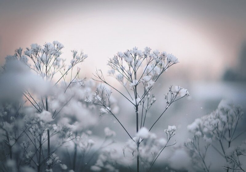 Snow-covered Plants — White, Serene