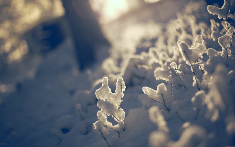 Snow-covered Plants — White, Serene, Winter, Photograph