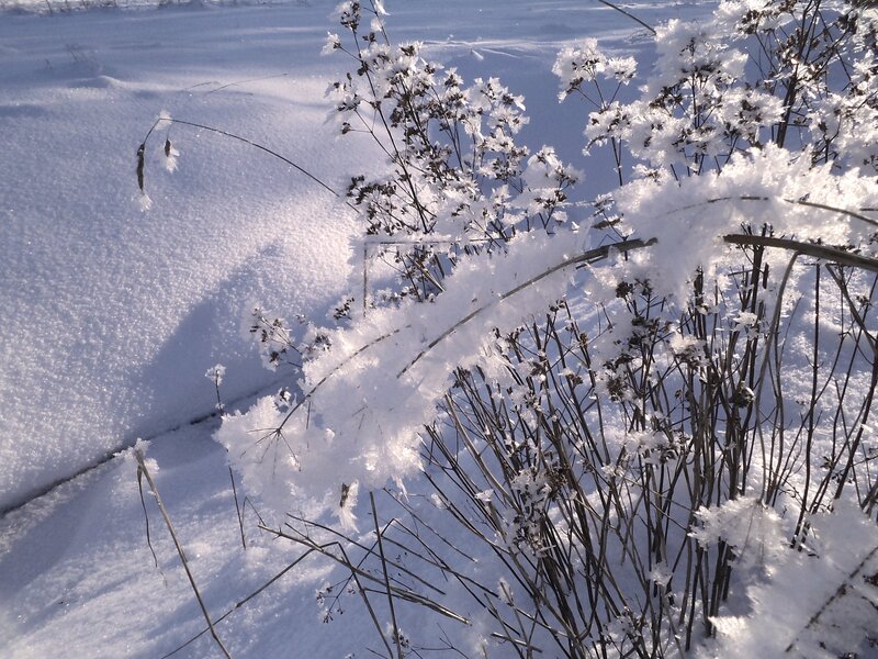 Snow-covered Plants — White, Serene, Winter