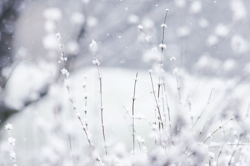 Snow-covered Plants — White