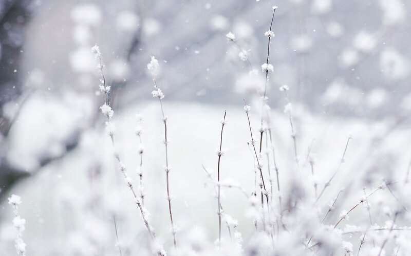 Snow-covered Plants — Winter