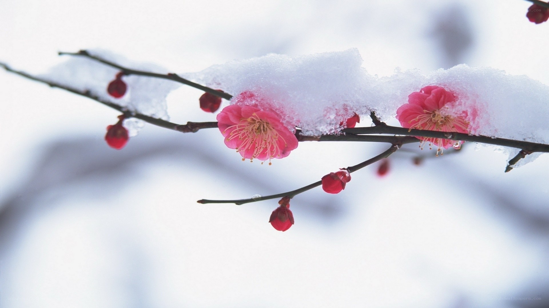 Snow-covered plum blossoms