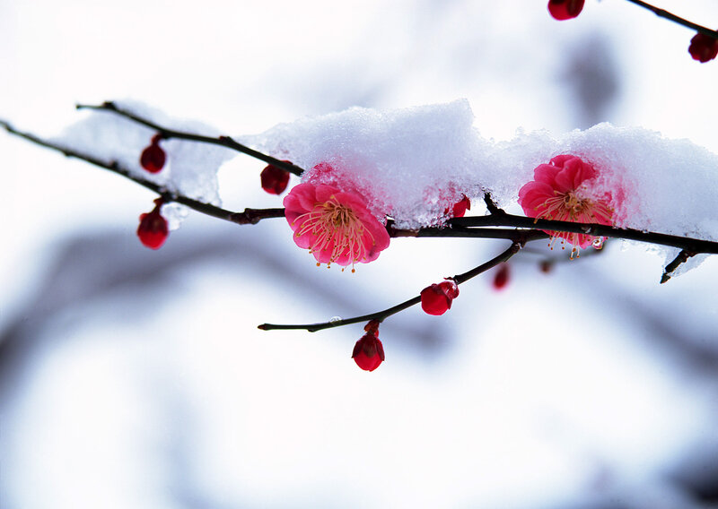 Snow-covered Plum Blossoms — Pink, Serene