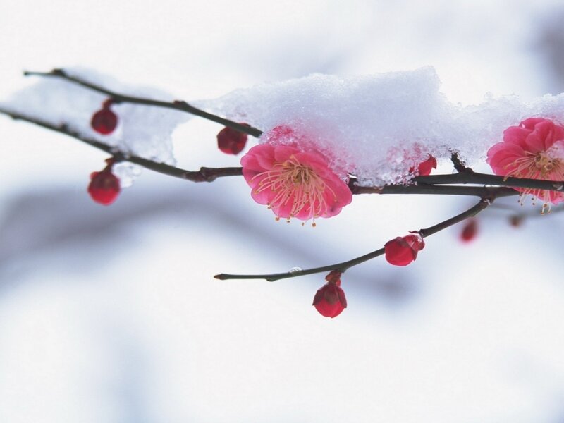 Snow-covered Plum Blossoms — Pink, Serene, Winter