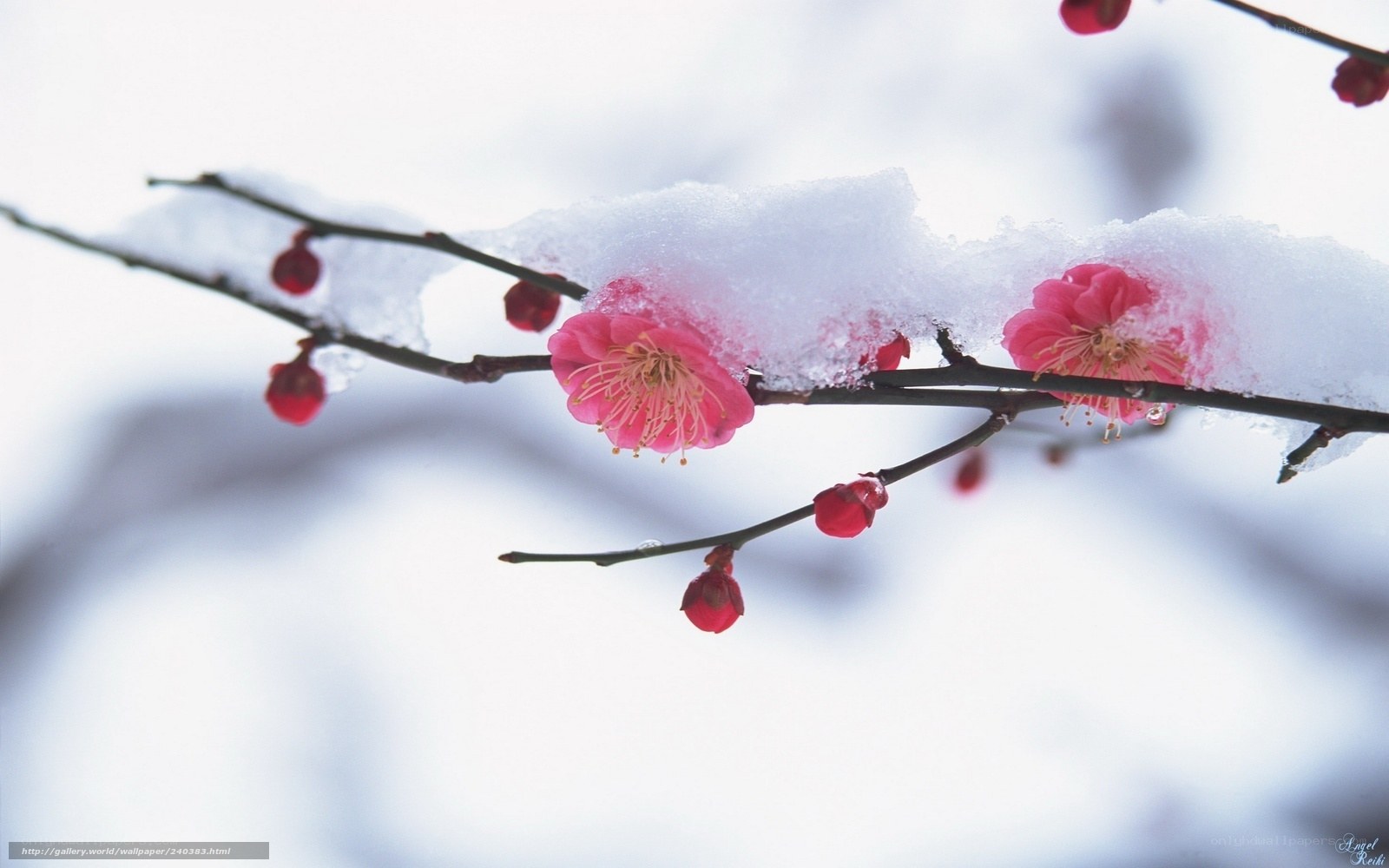 Snow-covered plum blossoms