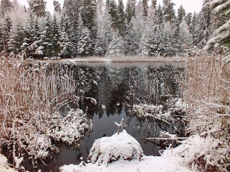 Snow-covered Pond in Forest