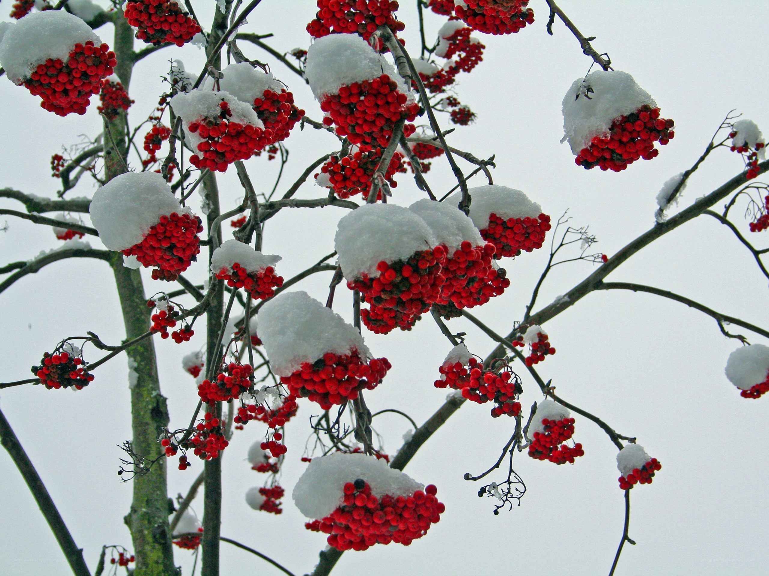 snow-covered red berries