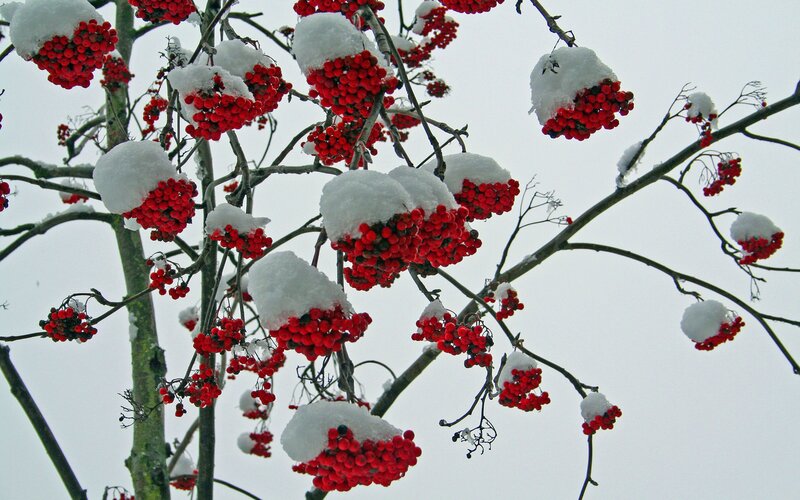 snow-covered red berries