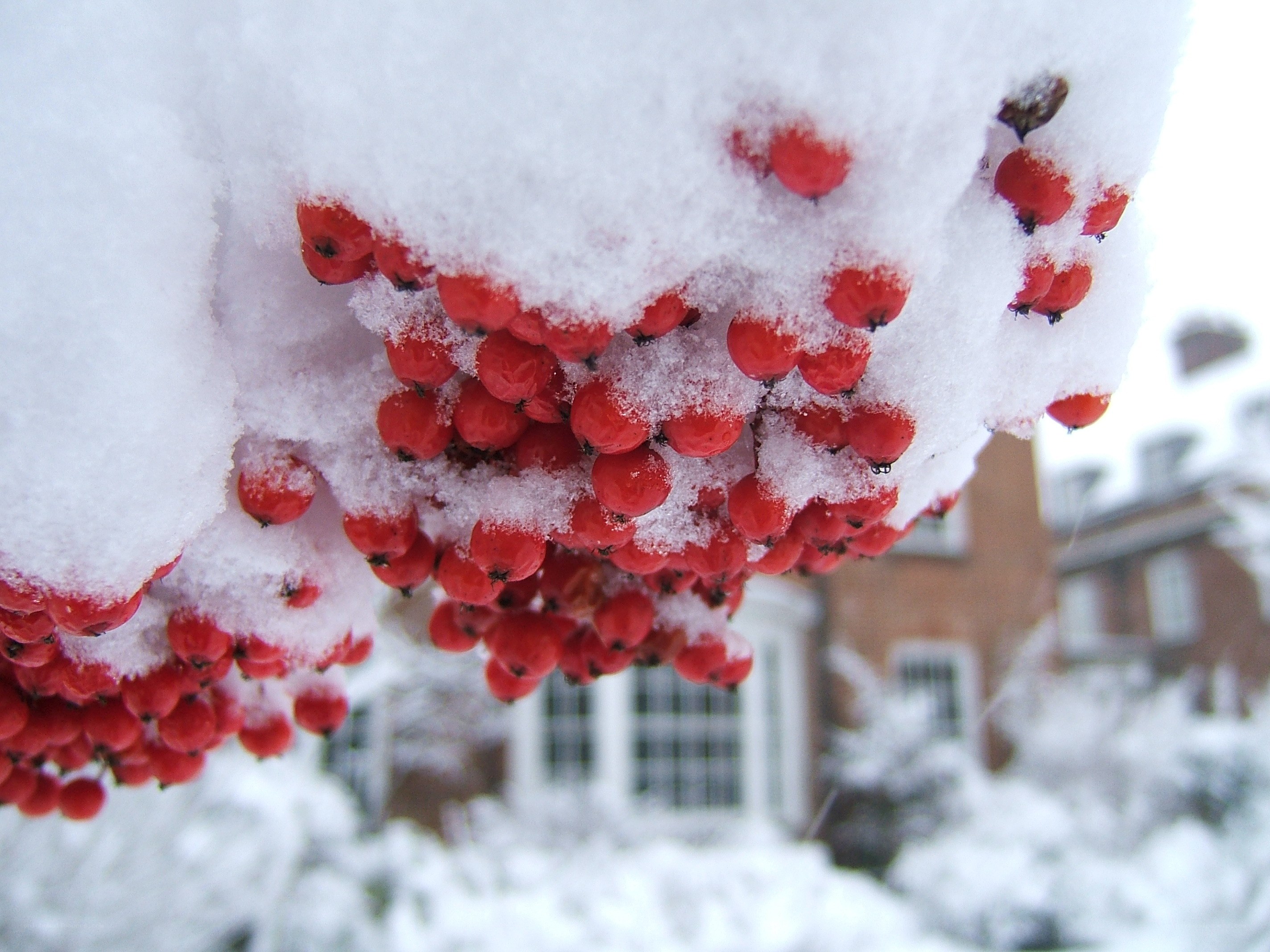 snow-covered red berries