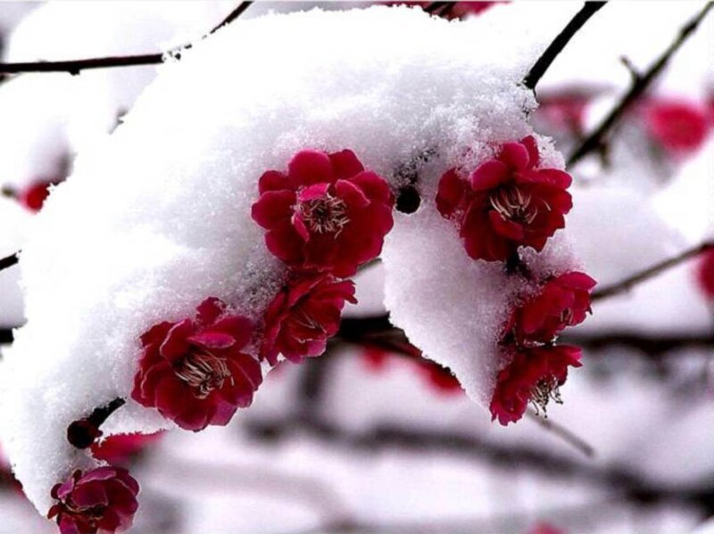 snow-covered red flowers