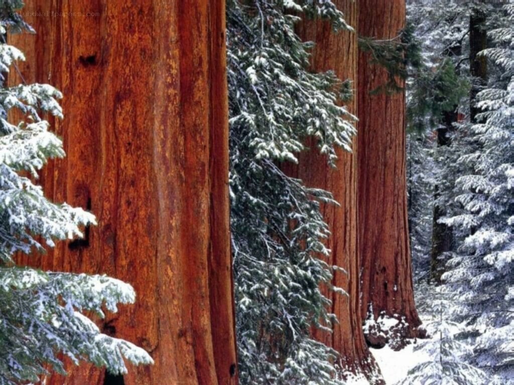 Snow-covered redwood forest