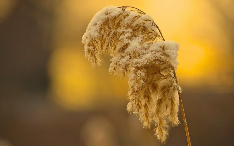 Snow-covered reed in golden light