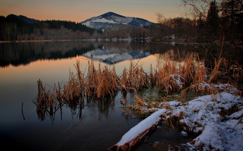 Snow-covered Reeds at Lake