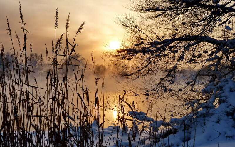 Snow-covered Reeds at Sunrise — Gold