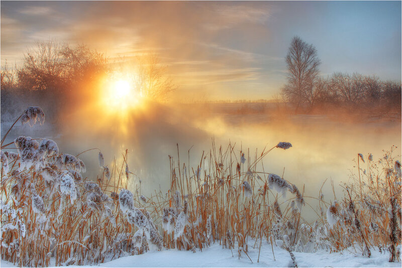 Snow-covered Reeds at Sunrise