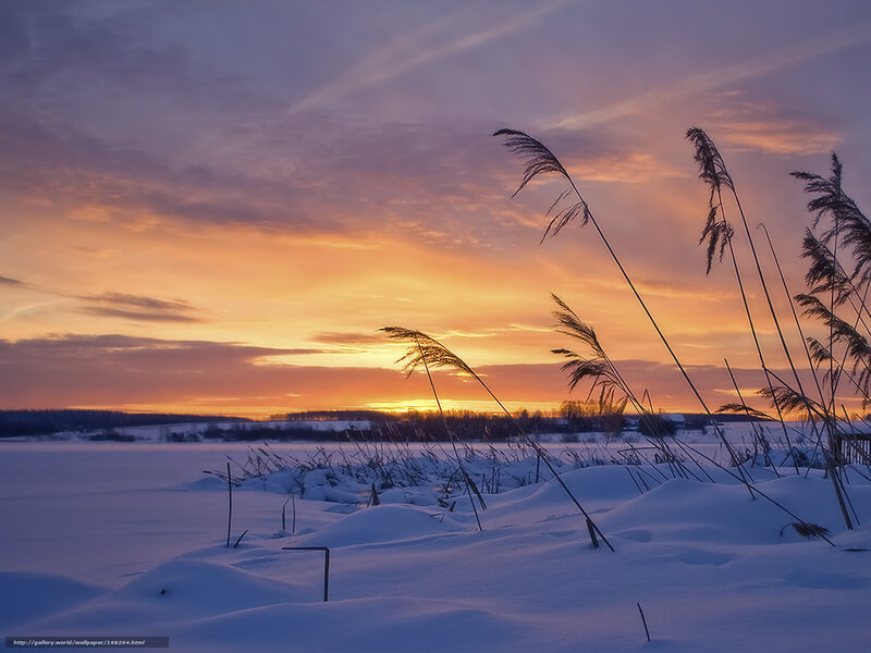Snow-covered Reeds at Sunset