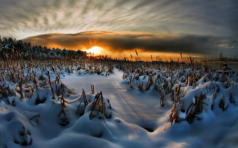 Snow-covered Reeds at Sunset — White