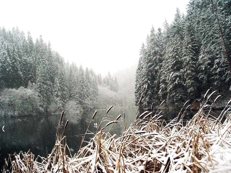 Snow-covered Reeds by Lake