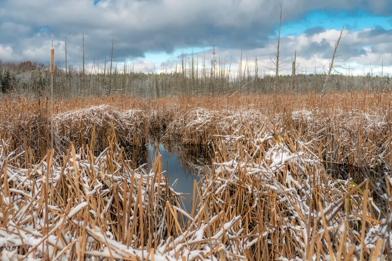 Snow-covered Reeds in Marsh