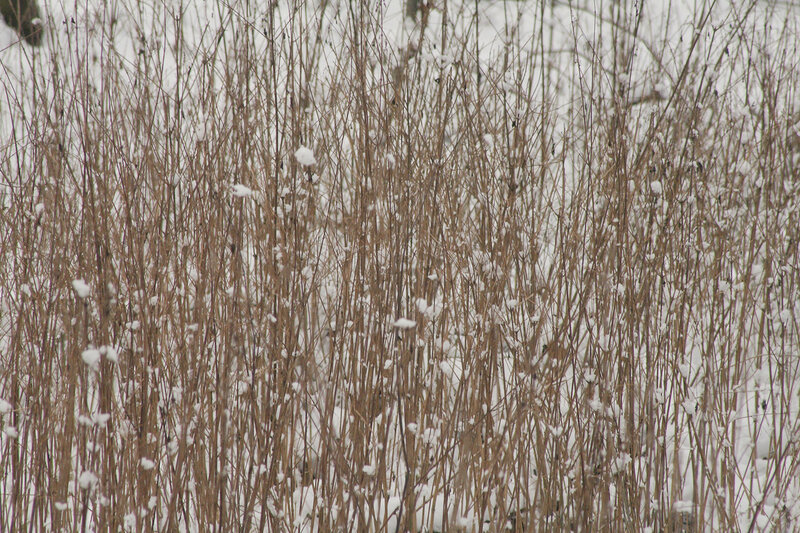 Snow-covered reeds in winter