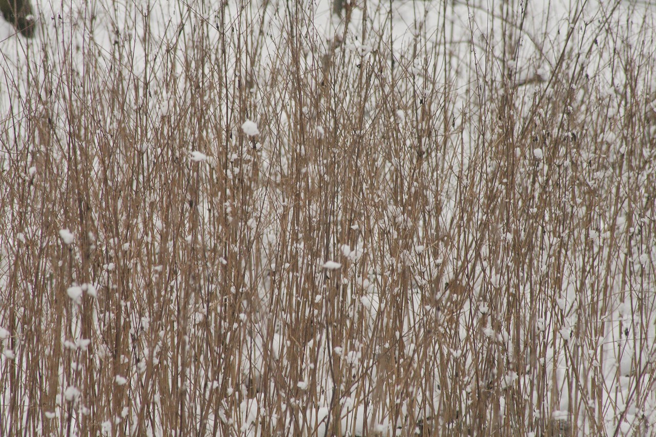 Snow-covered reeds in winter
