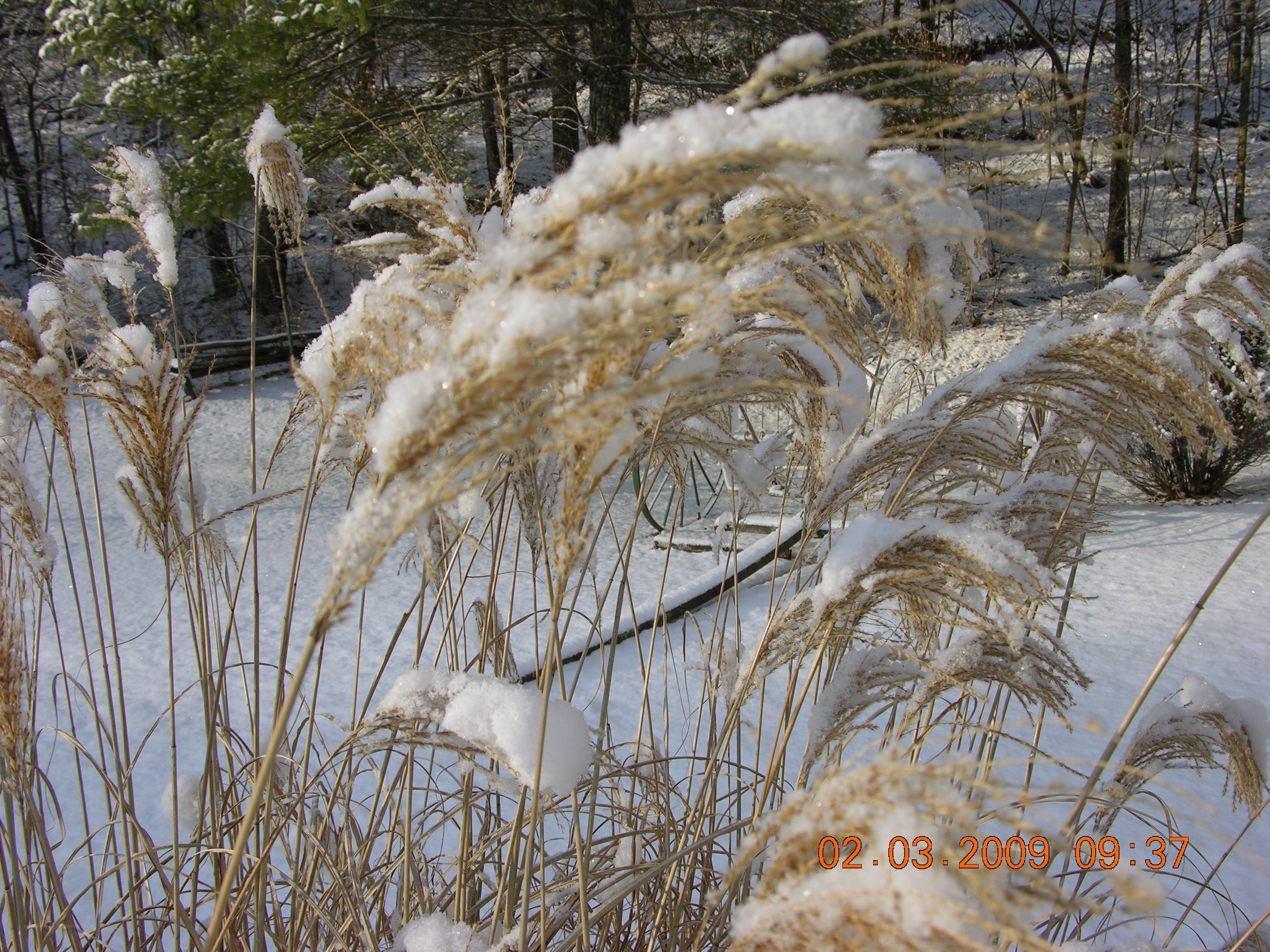 Snow-covered reeds in winter