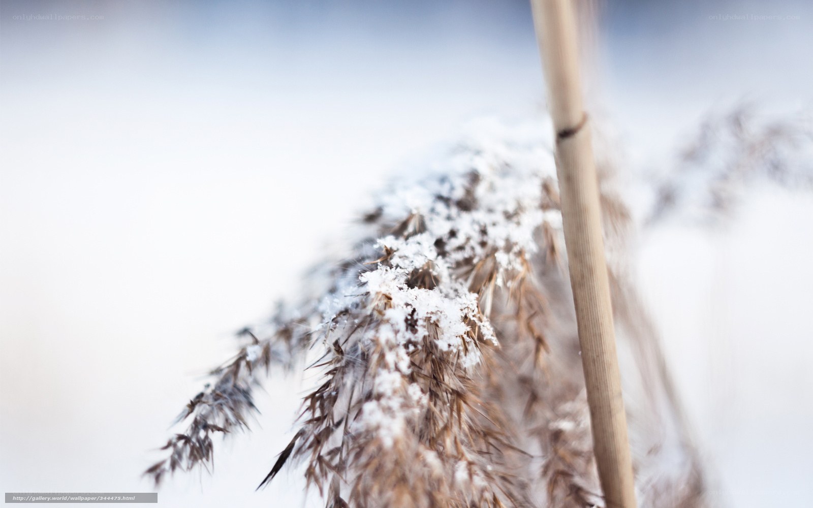 Snow-covered reeds in winter