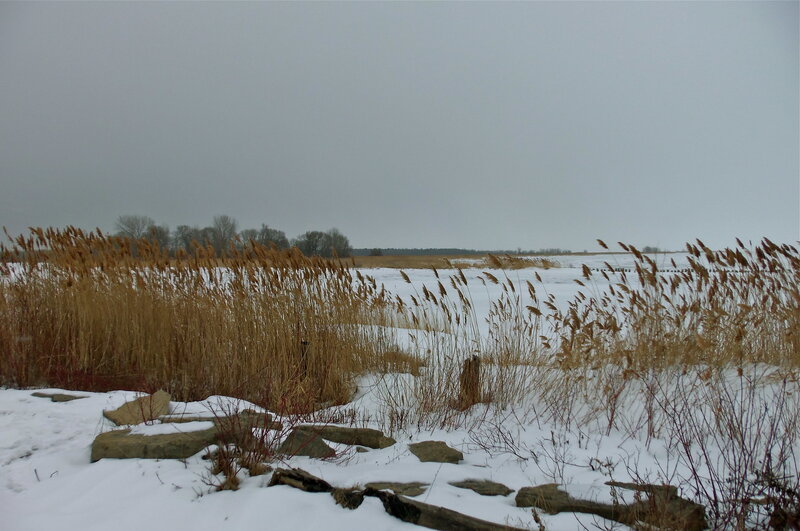 Snow-covered Reeds