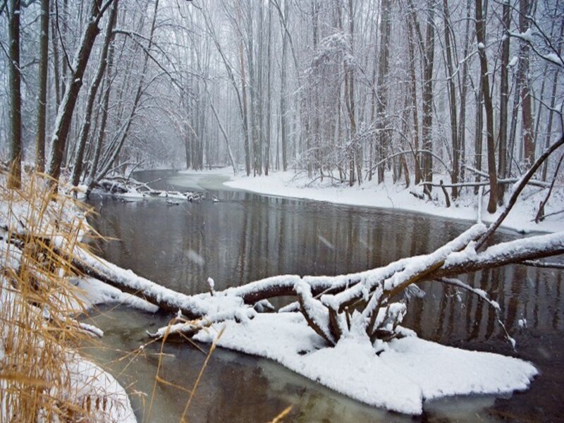 Snow-covered River in Forest — White, Serene, Winter, Photograph