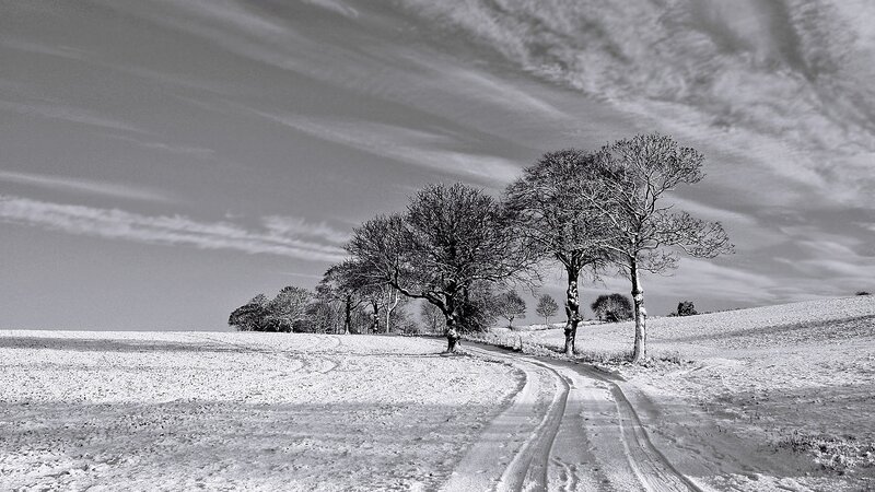 Snow-covered Road and Trees — Black