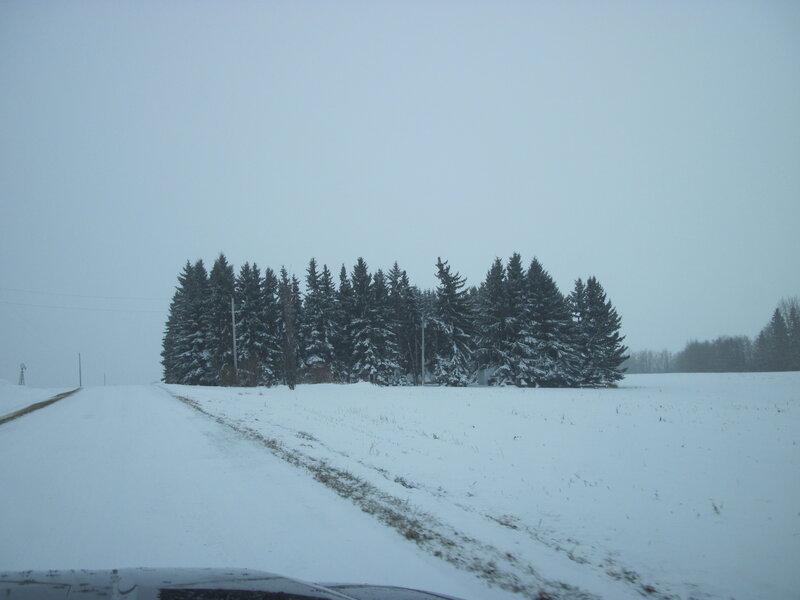 Snow-covered Road and Trees
