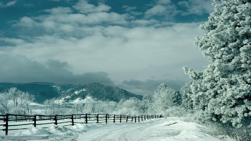 Snow-covered Road and Trees — White, Serene