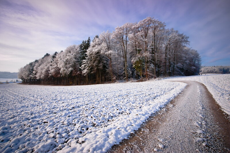 Snow-covered Road and Trees — White