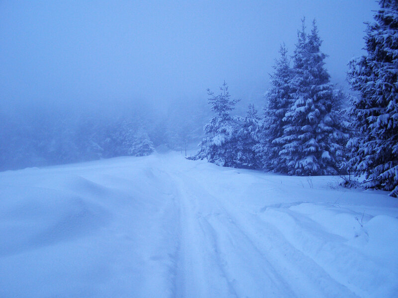 Snow-covered Road in Forest — Blue, Cold