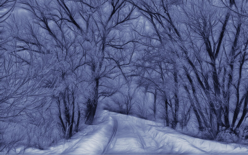 Snow-covered Road in Forest — Blue, Cold, Winter