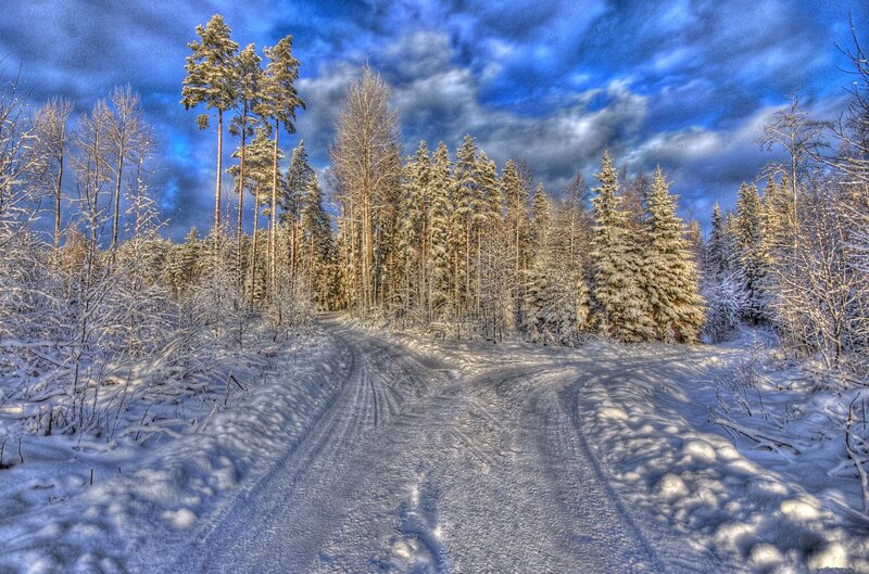 Snow-covered Road in Forest — Blue, Dramatic