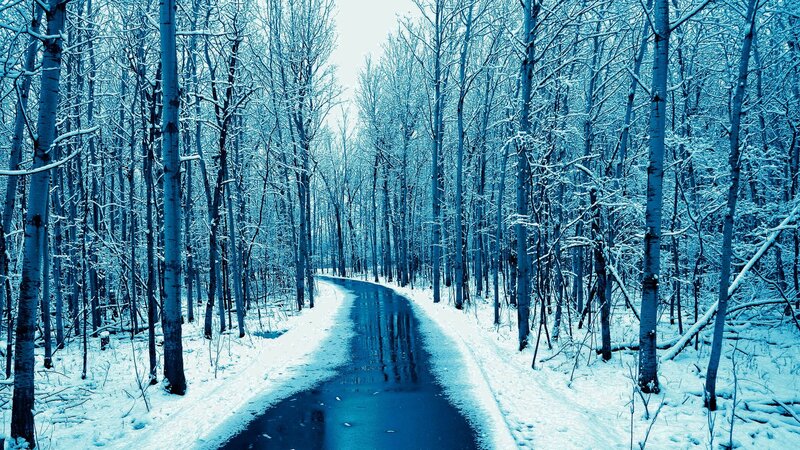Snow-covered Road in Forest — Blue, Serene, Winter, Photograph, Trees, Snow