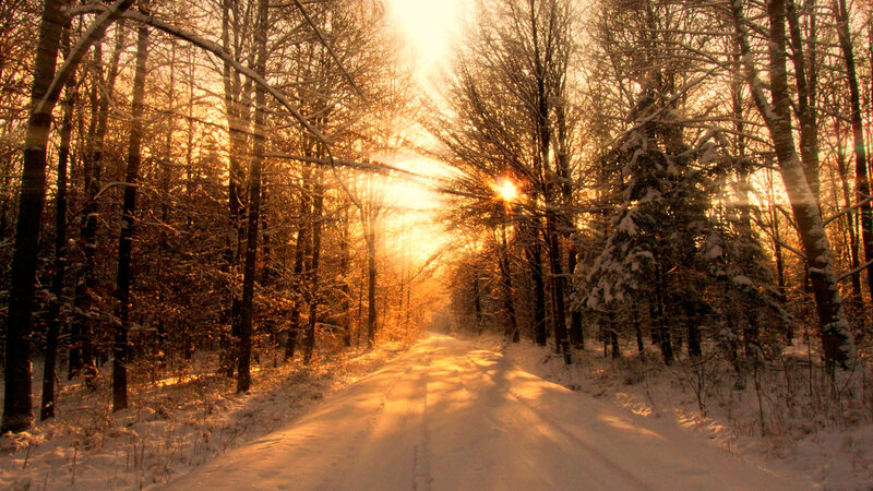 Snow-covered Road in Forest — Gold, Serene